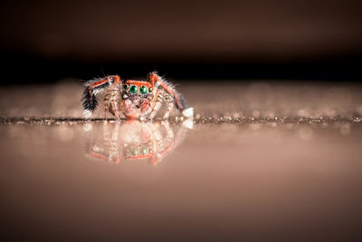 Close-up of spider in the water