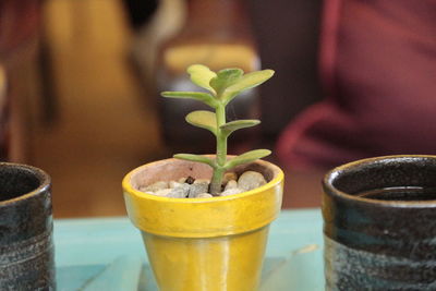 Close-up of potted plant