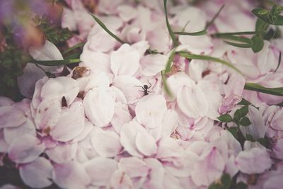 Close-up of pink flowers