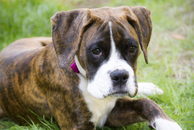 Portrait of dog on field