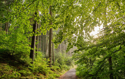 Footpath amidst trees in forest