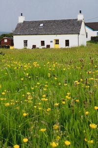 Plants growing on field against buildings
