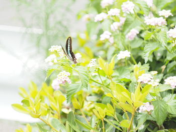 Close-up of insect on white flowering plant