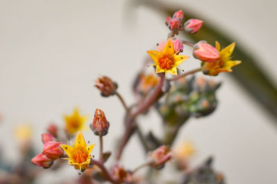 Close-up of yellow flowers