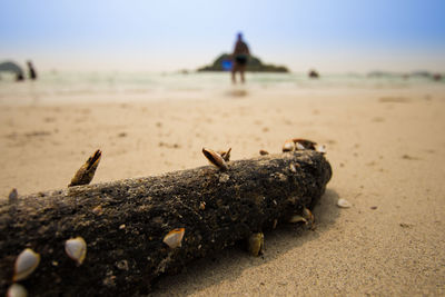 Close-up of lizard on sand