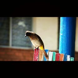 Close-up of bird perching on wall