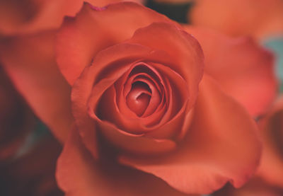 Close-up of rose