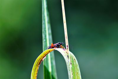 Close-up of insect on plant