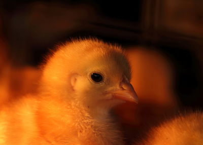 Close-up of young bird