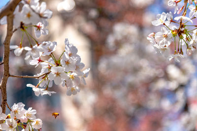 Close-up of white cherry blossom tree