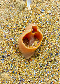 Close-up view of beach