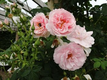 Close-up of pink flowers blooming outdoors