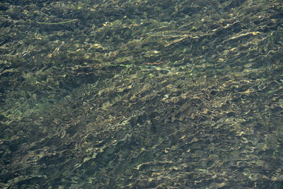 High angle view of fish underwater