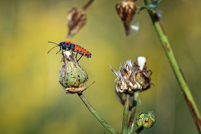 Close-up of insect on flower