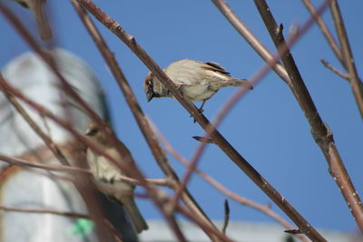 Low angle view of bird perching on tree