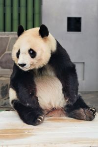 Portrait of dog sitting on wood in zoo