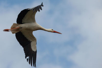 Low angle view of view of stork flying