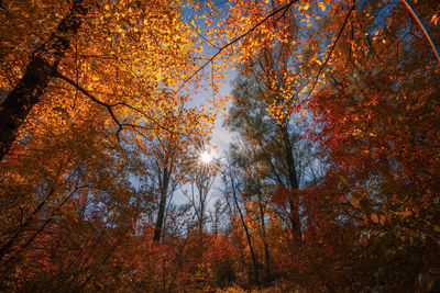 Low angle view of trees in forest during autumn