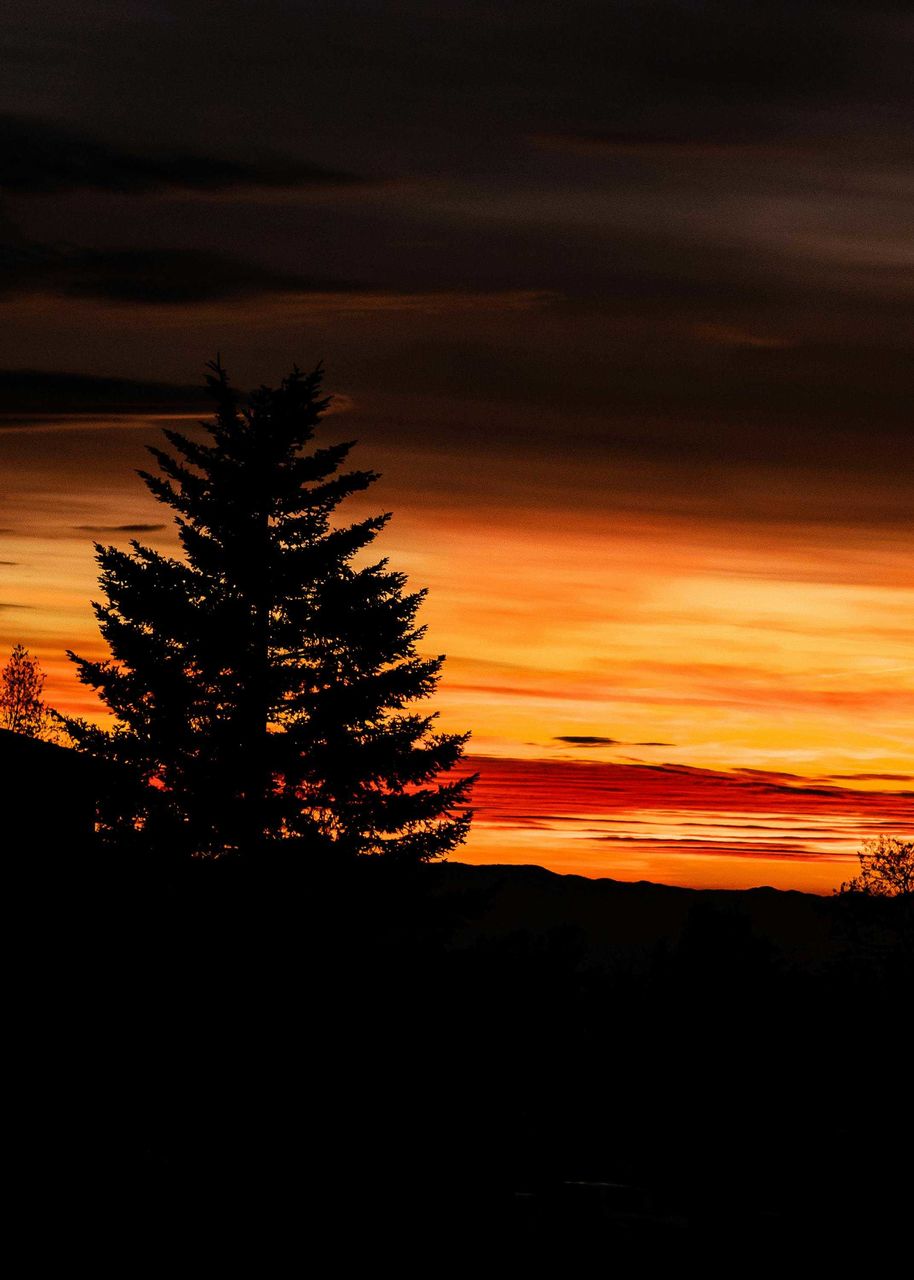 sky, tree, sunset, silhouette, plant, beauty in nature, cloud, christmas tree, scenics - nature, nature, tranquility, orange color, tranquil scene, no people, landscape, dawn, afterglow, environment, dramatic sky, evening, coniferous tree, idyllic, land, red sky at morning, pine tree, horizon, pinaceae, non-urban scene, outdoors, forest, dark, copy space, holiday