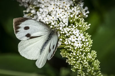 Close-up of butterfly pollinating on flower