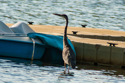 View of a bird