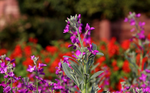 Close-up of pink flowering plant