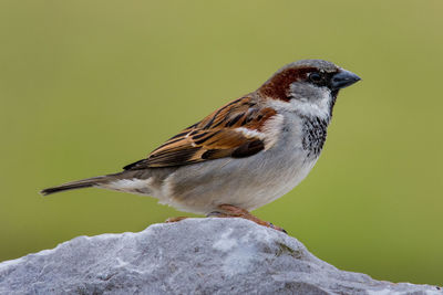 Close-up of bird perching on rock