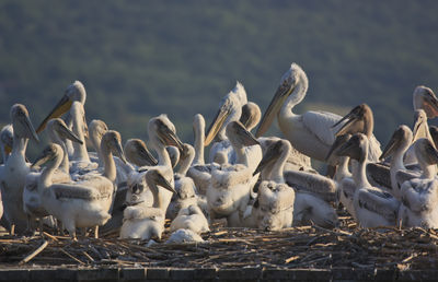 Flock of pelicans on retaining wall