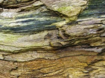 Full frame shot of tree trunk