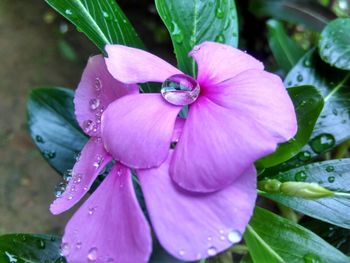 Close-up of wet purple flower blooming outdoors