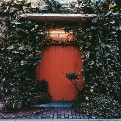 Ivy on door of building