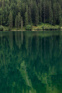 Scenic view of lake in forest