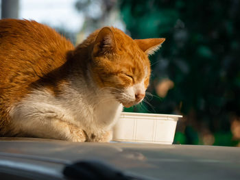 Close-up of a cat looking away