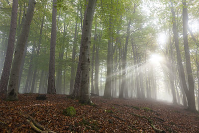 Sunlight streaming through trees in forest 