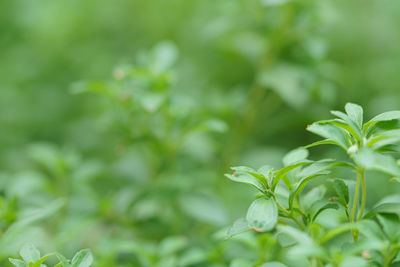 Close-up of plant growing on field