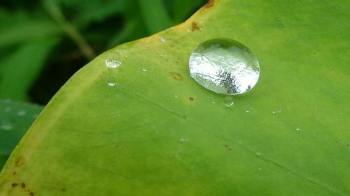 Close-up of leaf on water