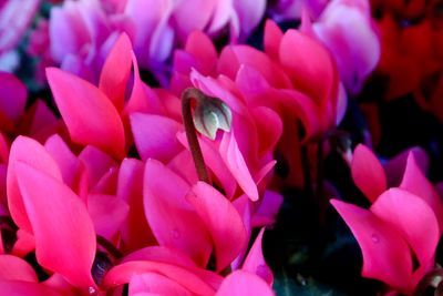 Close-up of pink flowering plant