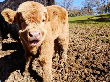 Portrait of a highland calf