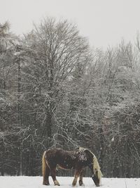 Horse standing on snow field against sky during winter