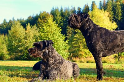 Dog in a field