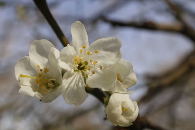 Close-up of white flowers blooming outdoors