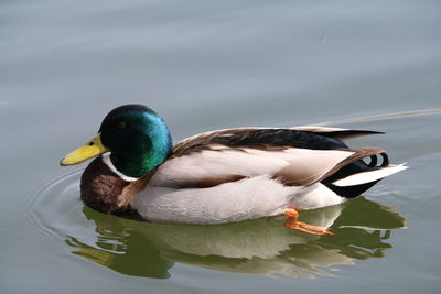 Close-up of mallard duck swimming in lake