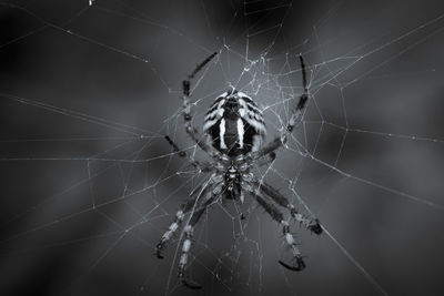 A beautiful macro photo of a large female spider waiting for prey to get stuck on her sticky webs