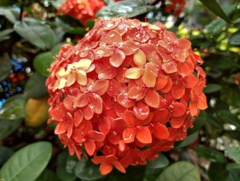 Close-up of red flowers