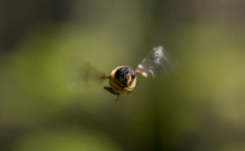 Close-up of insect