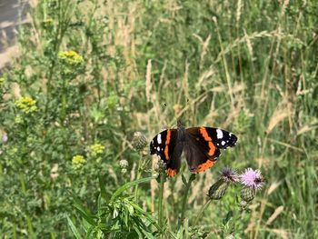 Close-up of butterfly pollinating on flower