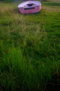 View of grassy field