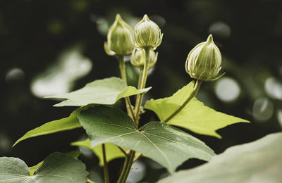 Close-up of green leaves on plant