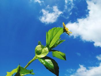 Low angle view of green plant against blue sky