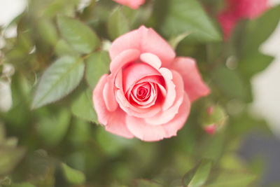 Close-up of pink rose blooming outdoors